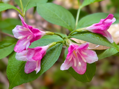 Weigela florida