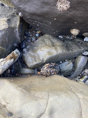 Anthopleura elegantissima