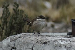 Cinclodes