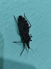Triatoma