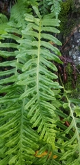 Polypodium calirhiza