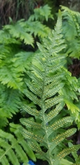 Polypodium calirhiza