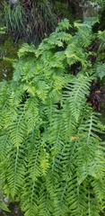 Polypodium calirhiza