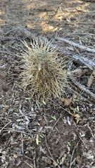 Cylindropuntia bigelovii
