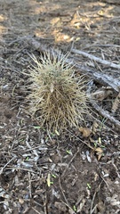 Cylindropuntia bigelovii