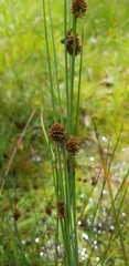 Juncus australis