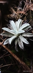 Espeletia