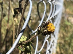 Zygogramma piceicollis