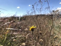 Simsia amplexicaulis