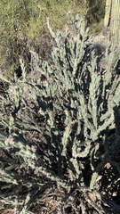 Cylindropuntia acanthocarpa