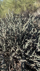 Cylindropuntia acanthocarpa