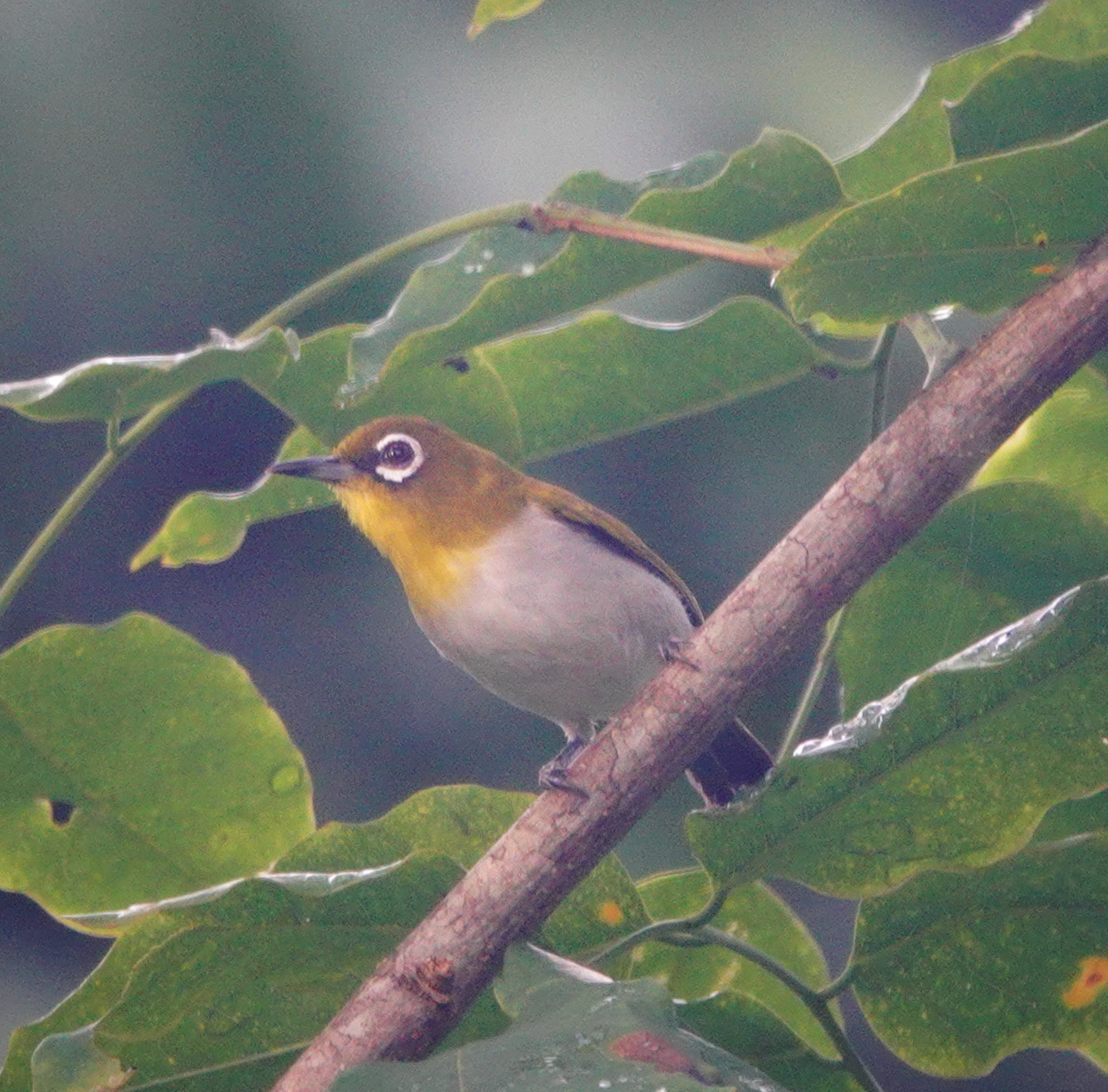 Ambon White-eye illustration