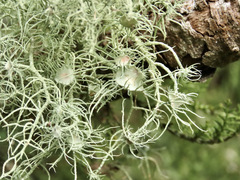 Usnea ciliifera