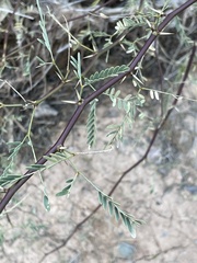 Prosopis velutina