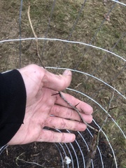 Gleditsia triacanthos triacanthos