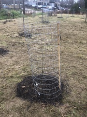 Gleditsia triacanthos triacanthos