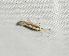 Plutella xylostella-australiana