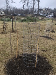 Gleditsia triacanthos triacanthos