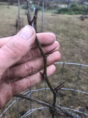 Gleditsia triacanthos triacanthos