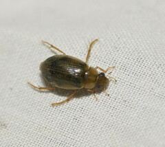Berosus