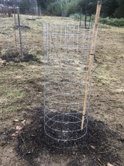 Gleditsia triacanthos triacanthos