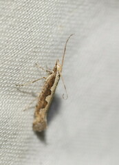 Plutella xylostella-australiana