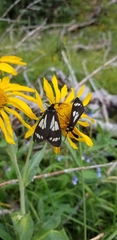 Gnophaela discreta