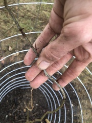 Gleditsia triacanthos triacanthos
