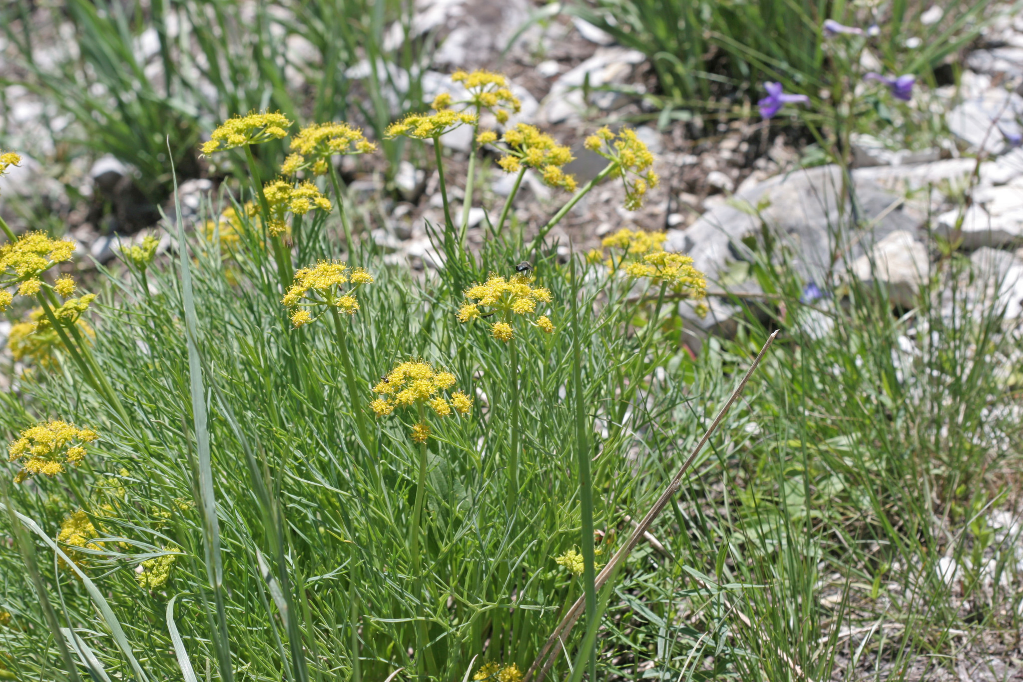 Lomatium graveolens var. graveolens