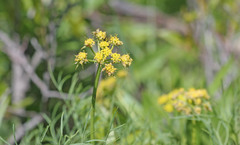 Lomatium graveolens graveolens