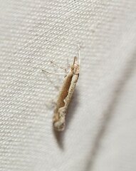 Plutella xylostella-australiana