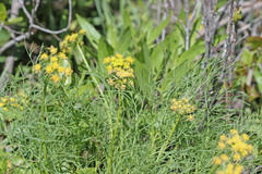 Lomatium graveolens graveolens