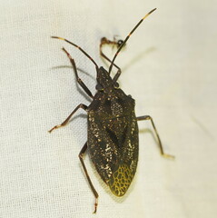 Aglaophon variegatus