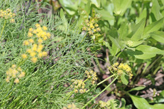Lomatium graveolens graveolens