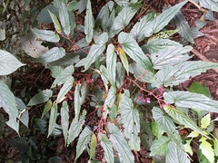 Begonia malabarica