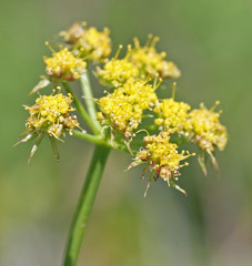 Lomatium graveolens graveolens