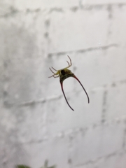 Macracantha arcuata