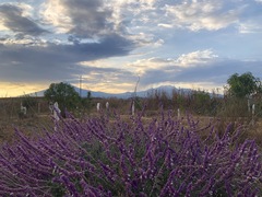 Salvia leucantha