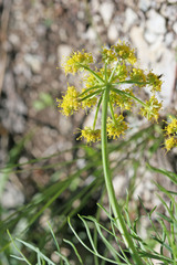 Lomatium graveolens graveolens