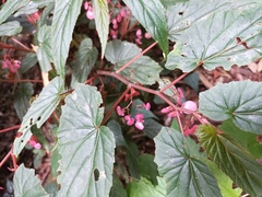 Begonia malabarica