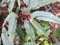 Begonia malabarica