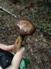 Chroogomphus vinicolor