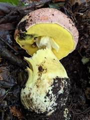 Butyriboletus querciregius