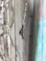 Gasteracantha diardi