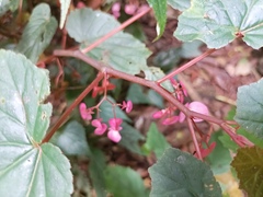 Begonia malabarica