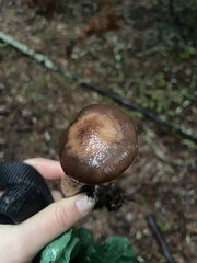 Chroogomphus vinicolor