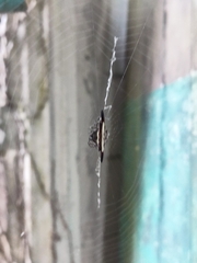 Gasteracantha diardi