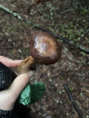 Chroogomphus vinicolor