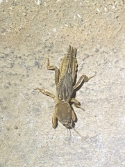 Neocurtilla hexadactyla