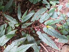 Begonia malabarica